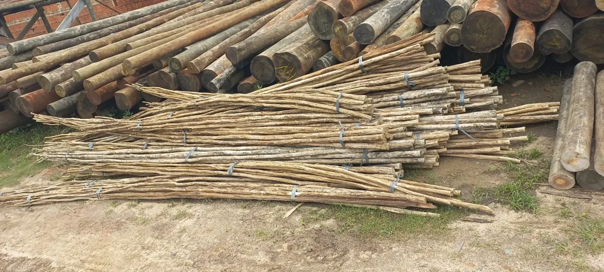 Feixes de biriba de eucalipto amarrados
